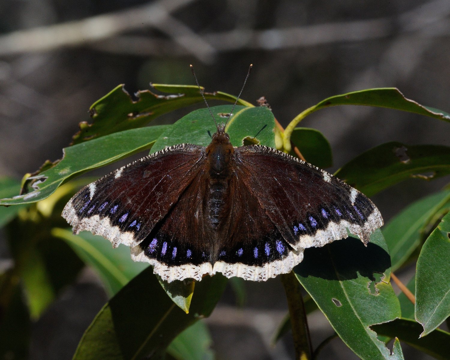 The mourning cloak’s wings are largely dark, with purple spots near the trailing edge. Both the fore- and hindwings are fringed with a band of light yellow. ..When they are seen in spring, the wings may appear somewhat tattered; after they mate in the spring, they are close to the end of their 11-month lifespan. ..The underside of the wings appears dark with less color. The yellow fringe can be seen in flight, depending on the viewing angle.